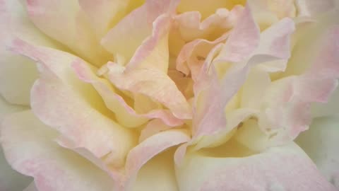 Inside the feminine rose