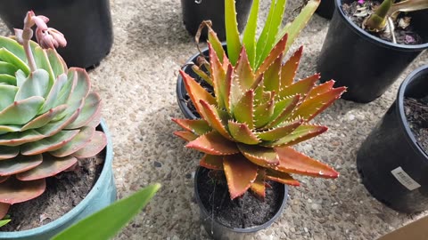 Whats Available at the market 04/12/2025