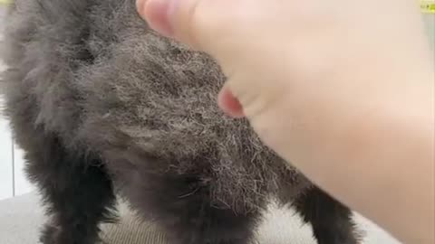 Funny cats compilation