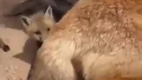 Fox Family in Serious Trouble