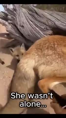 Fox Family in Serious Trouble