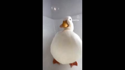 Daddy Goat 24/7 - Out Of Context Memes & Videos