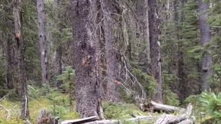 The Climb and Type 2 Fun #hunting #mountains #shorts