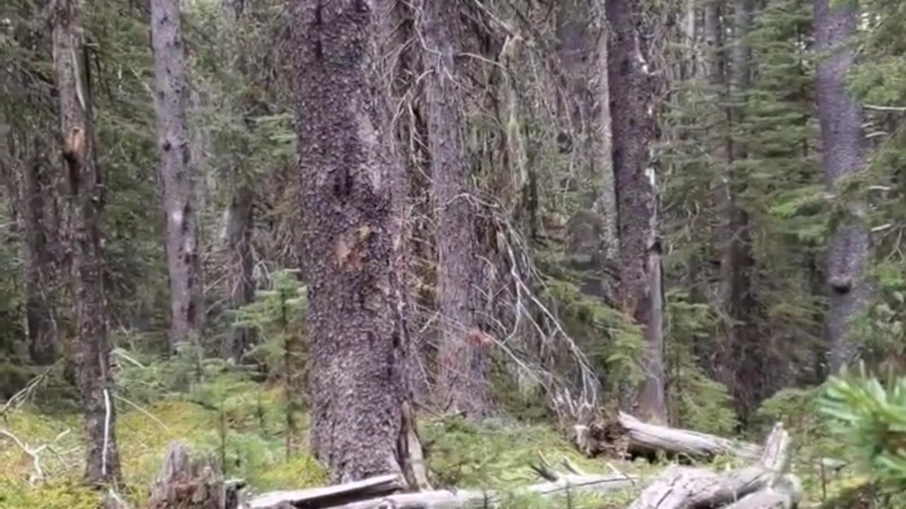 The Climb and Type 2 Fun #hunting #mountains #shorts