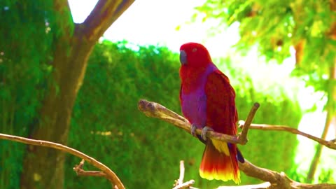 BEAUTIFUL CACKATOOS PARROTS IN 8K HDR !! EXOTIC BIRD WATCHING IN ULTRA HD !!!!