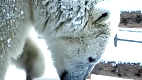 Mother's Love #love #polarbear #usa #canada