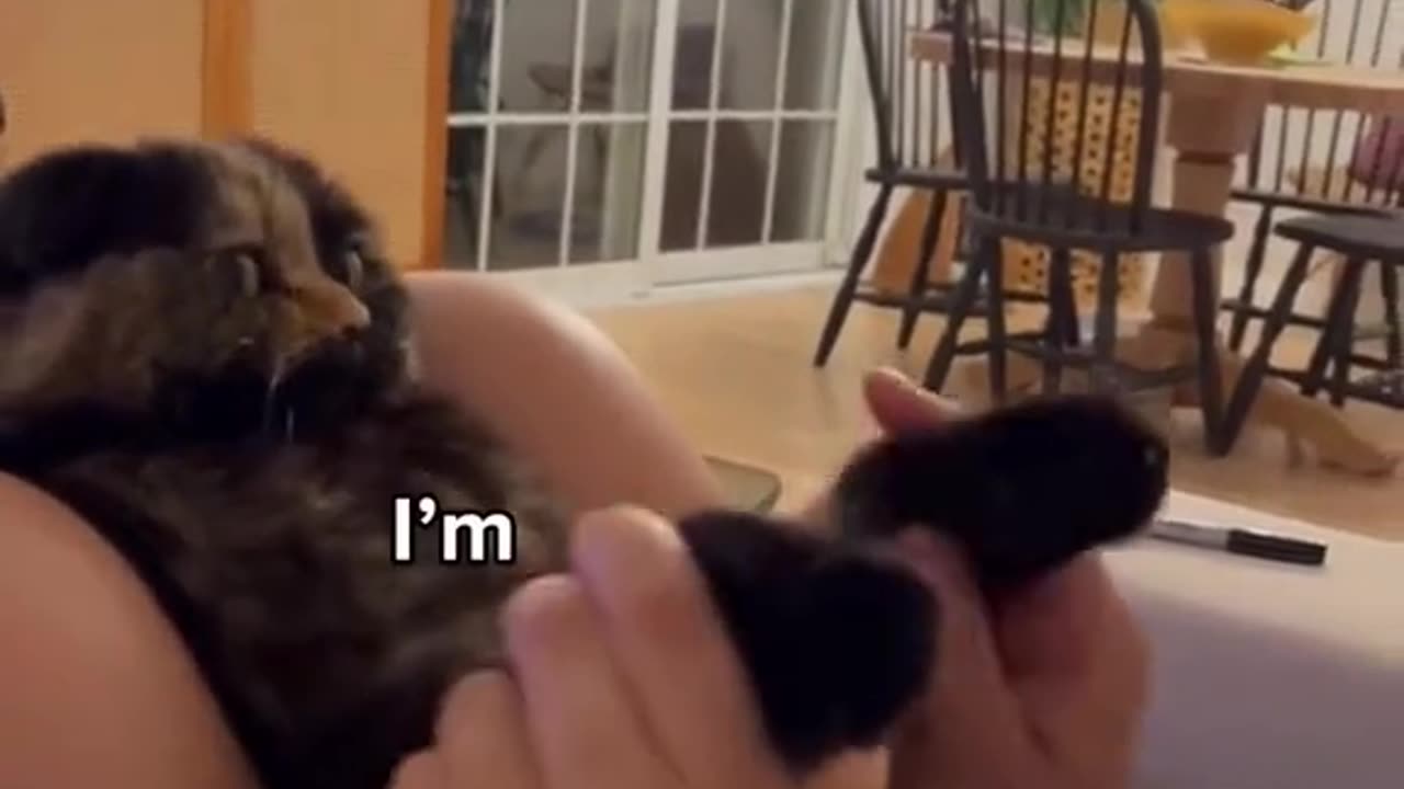 Cats speaking like human