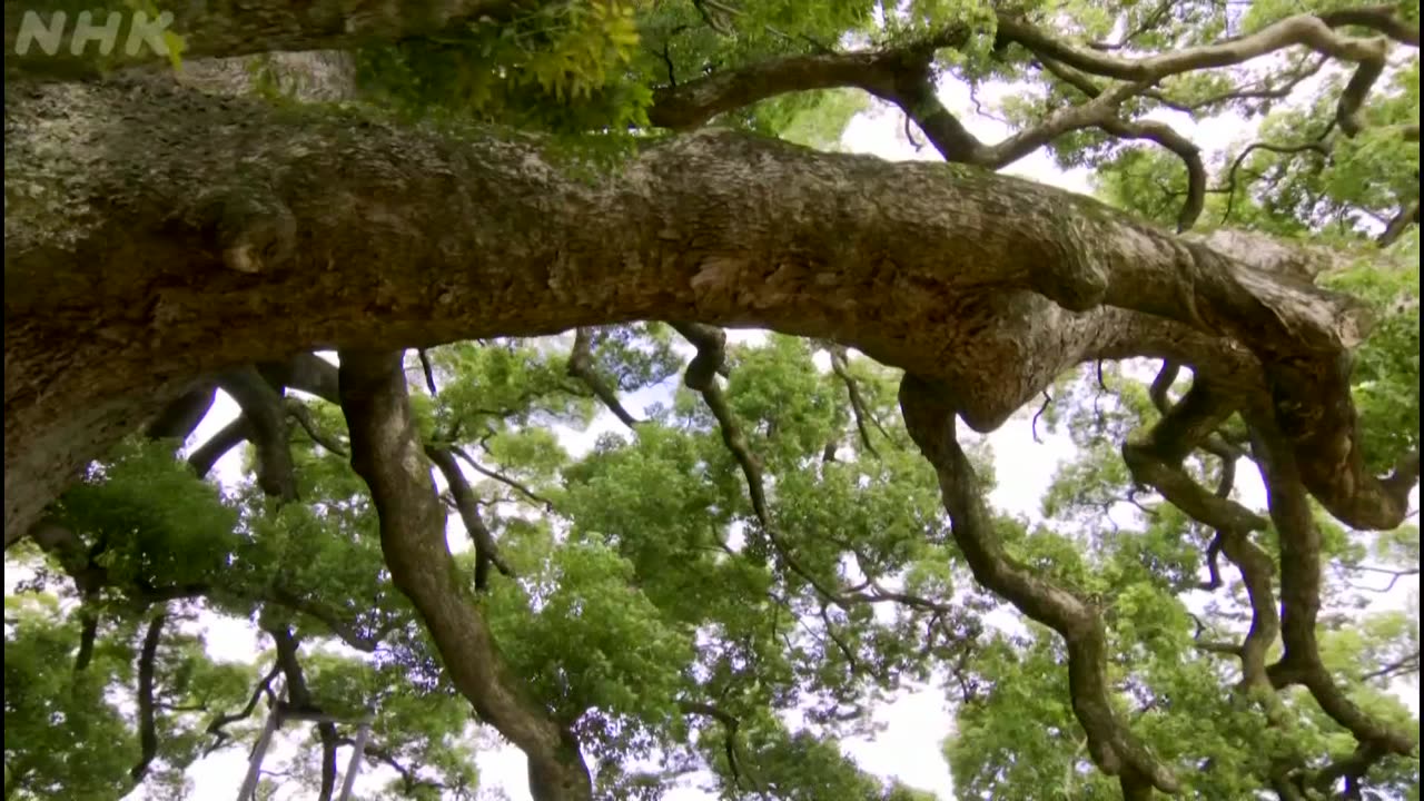 にっぽん巨樹の旅ミニ 「神様の木に会う 寂心さんのクス(熊本)」（10分）