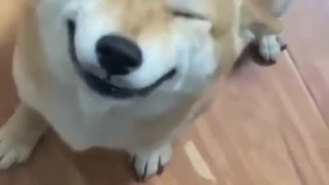 Dogs smile