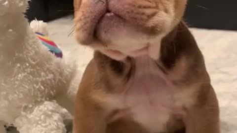 1 month with our sweet boy Strike. So tiny, so cute, so lovable. Sweetest little baby.