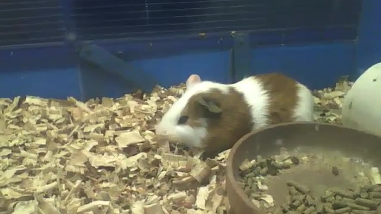 Pretty white and brown guinea pig, rests after lunch [Nature & Animals]