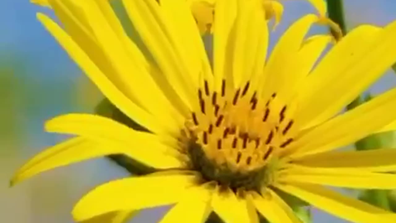 How the Rockefeller’s defunded natural healing