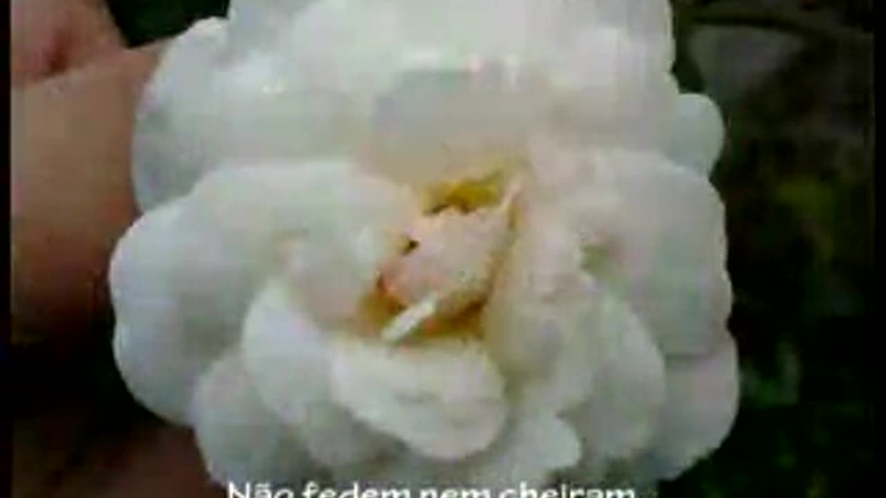 Dona - Roupa Nova