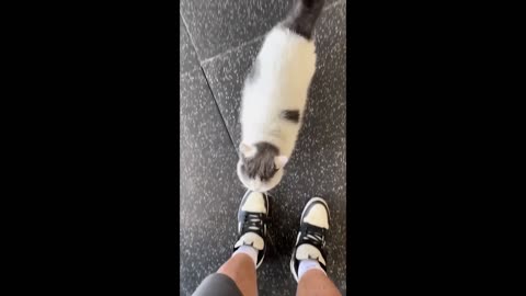Most Funny video || Try Not To Laugh 😂😂🤣, Memes#memes#trending