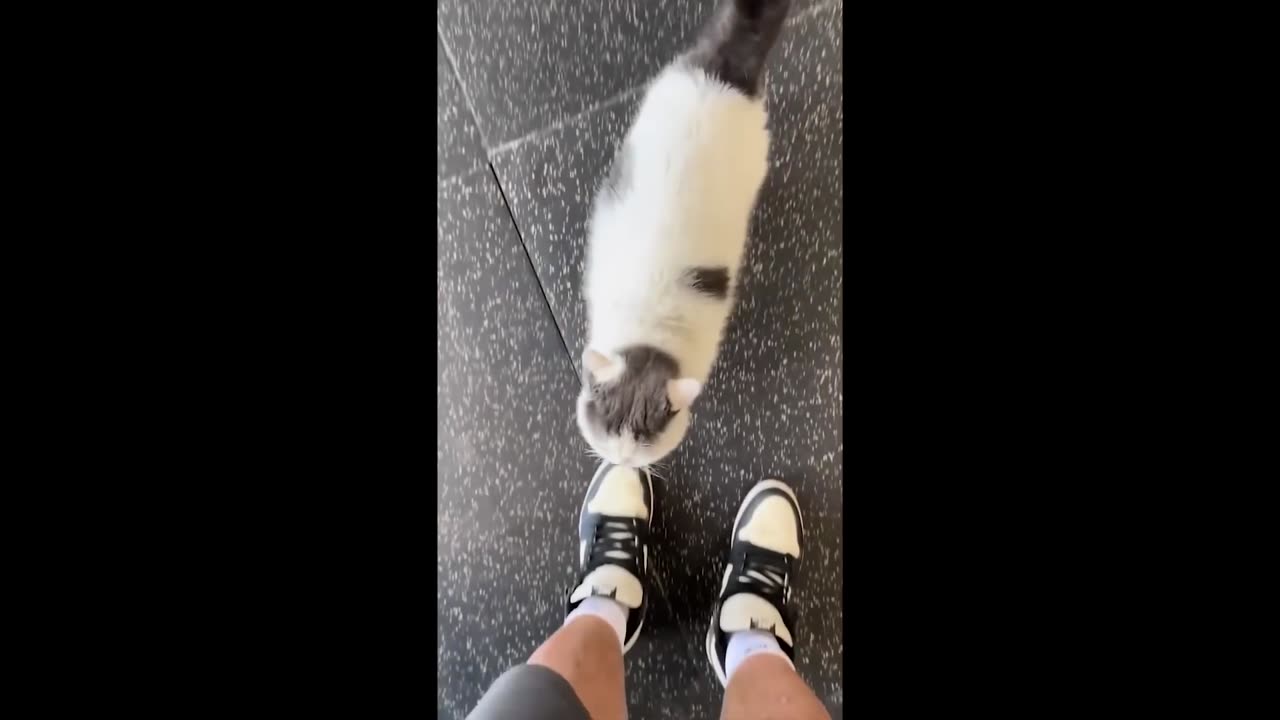 Most Funny video || Try Not To Laugh 😂😂🤣, Memes#memes#trending