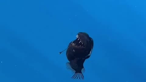 Video taken near the Spanish island of Tenerife shows a living Humpback