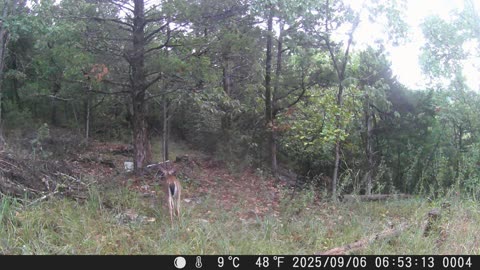 A Buck