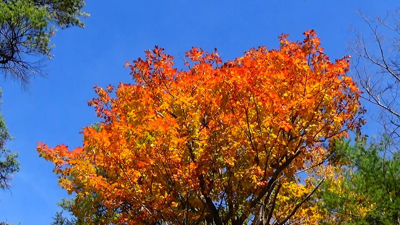 Fall Foliage