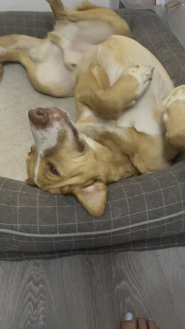 Dog Wakes Up! 🐕🐶🦮