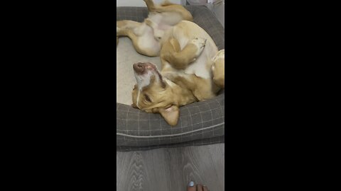 Dog Wakes Up! 🐕🐶🦮