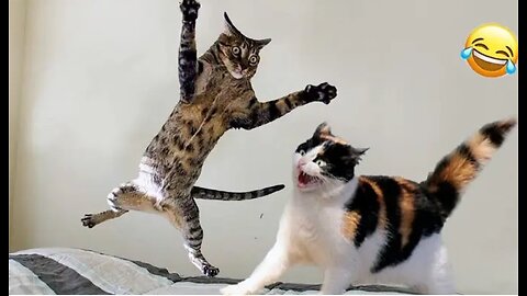 Funny animal videos 2025 -Funny cats/dogs - Funny animal