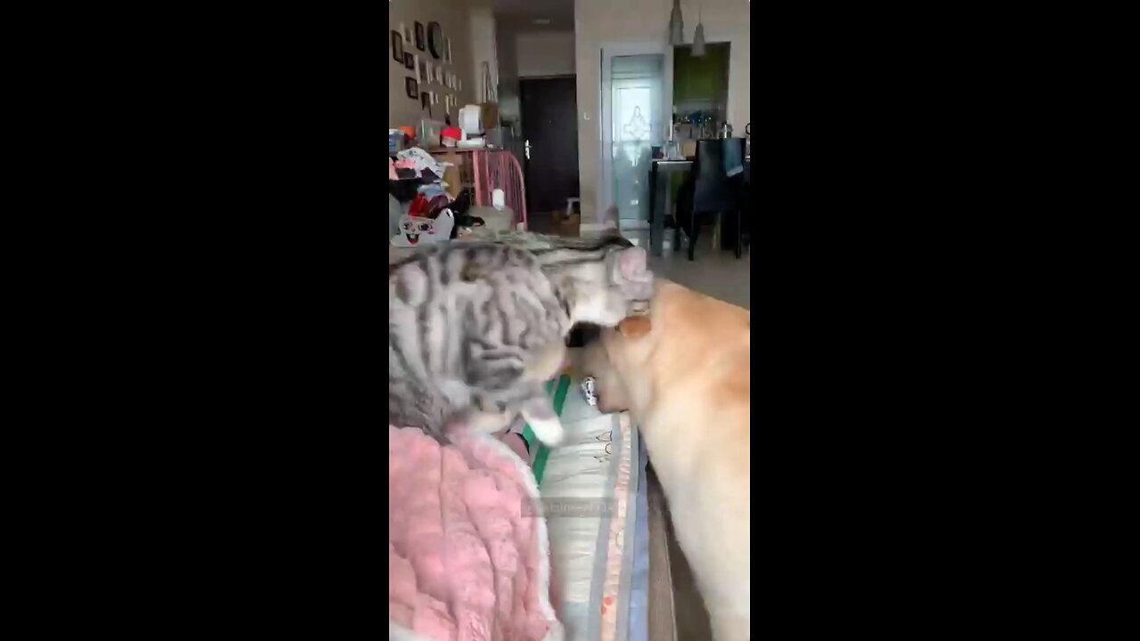 Fun with dog and cat lalala lalll lalal