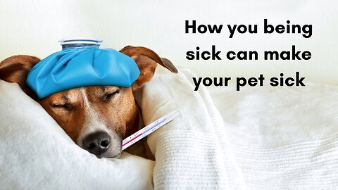 How you being sick can make your pet sick