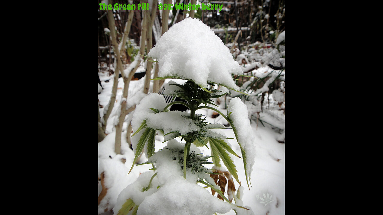 The Green Pill #93: Winter berry