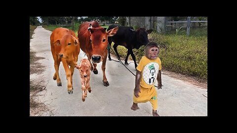 Best moments cow! Best funny CUTIS & Cows!