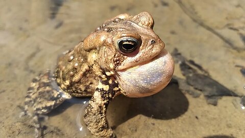 American toad calling sounds PSN Experiment