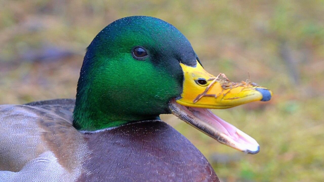 Mallard Duck Drake Close-up Video Portraits