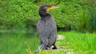 When You Get Little Too Close to the Great Cormorant
