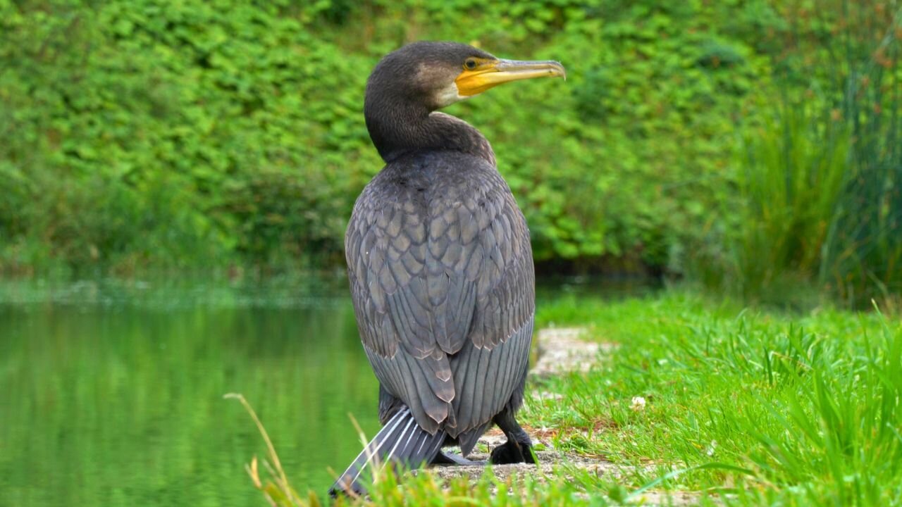 When You Get Little Too Close to the Great Cormorant