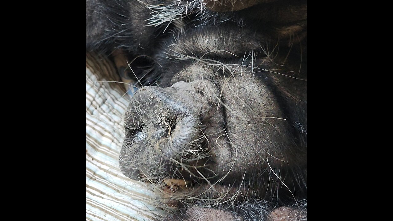 do pigs dream? oh ya they do.
