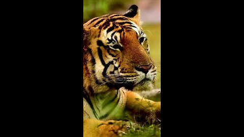 Tiger 🐯