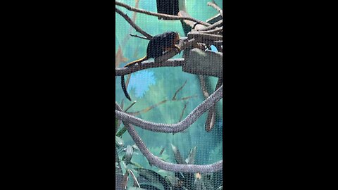 I’ve recorded the golden-headed lion tamarins 🐒 #primate #shorts #viral followme
