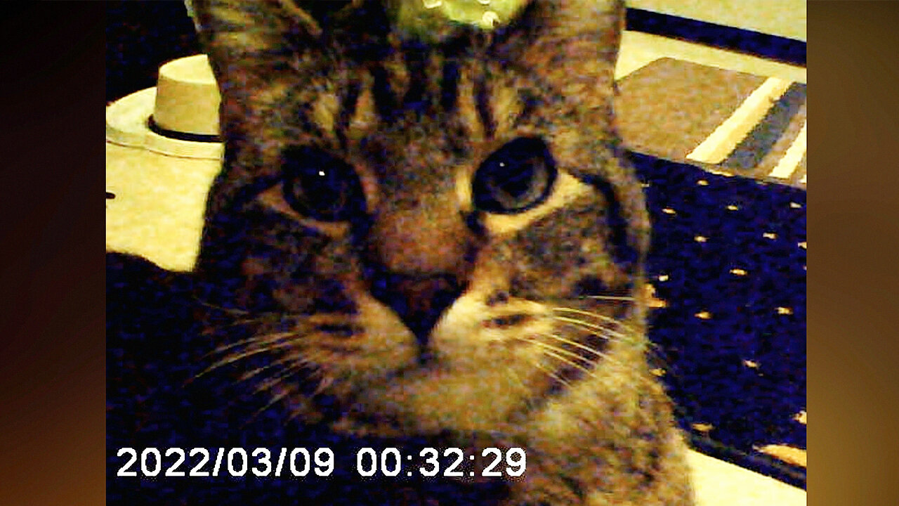 MICKMOCAM 29 . _ _ A TRIBUTE TO TIGGER! [RIP TO MY BELOVED BIGGER TIGGER!] _ #MickmoKatKlub