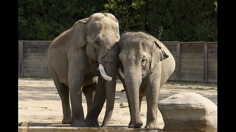 Elephants - The World's Most Emotional Animal !