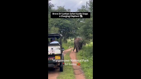 srilankan safari guide stop changing elephant