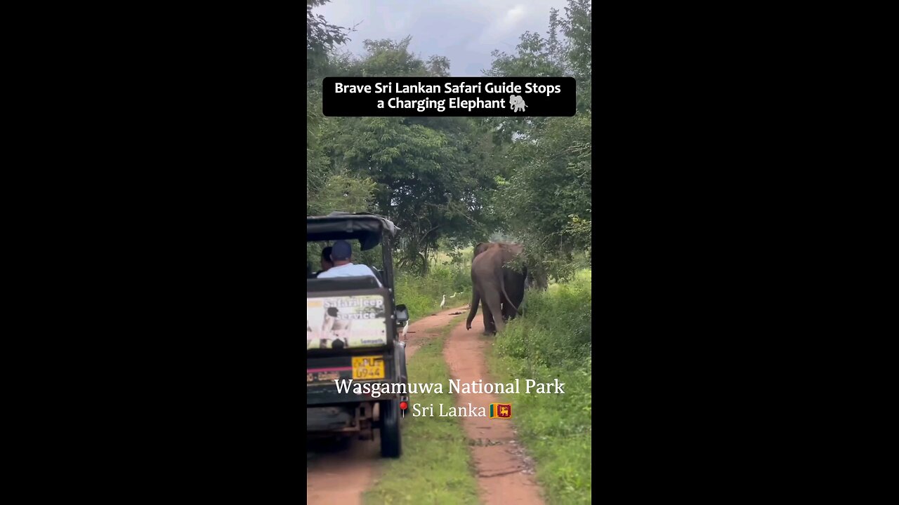 srilankan safari guide stop changing elephant