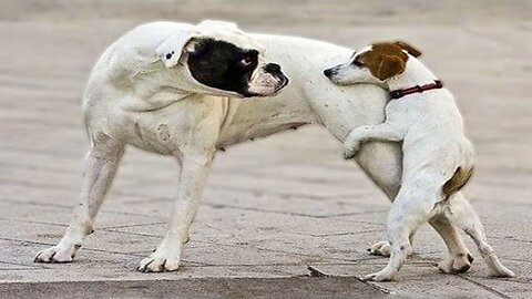 New Funny Animals 😂 Funniest Cats and Dogs Videos 😺🐶 Part 161