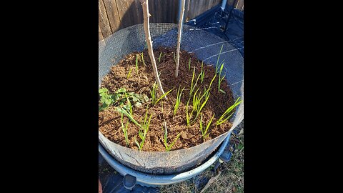 52 Sundays - Time for Mulch!