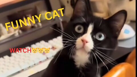 😂 Cat’s Funniest Moments Ever 🐱 | Hilarious Cat Compilation 2025
