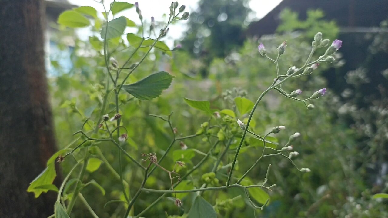 Kicauan burung yang merdu