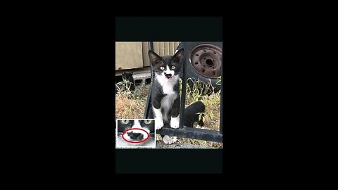 “When Life Gives You Funny Mood | Ultimate Meme Shorts” #FunnyMemes #MemeShorts #ViralVideo