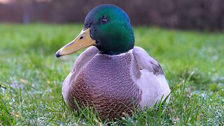 Getting Close with Newcomer Drake with Distinctive Chest Pattern