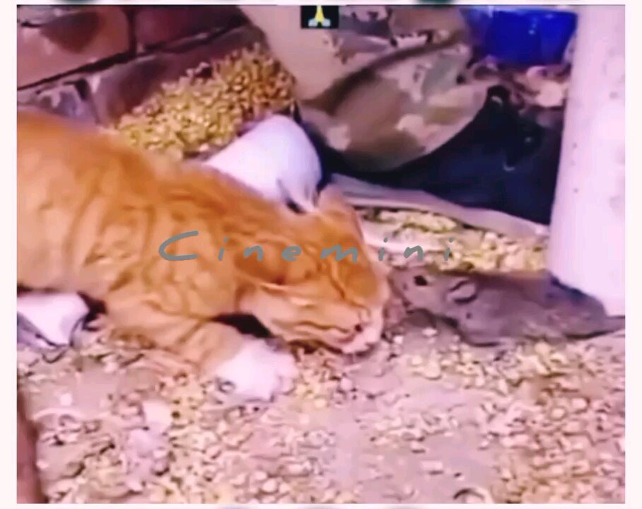 #cat #cute #kitten #pets #meow #videos #shorts #trending#dog#puppy#kitten#funny#funnyanimal
