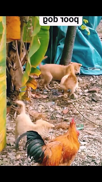 Husky puppy goes crazy trying to chase Hen This puppy barking sure to brighten your day. Enjoy!