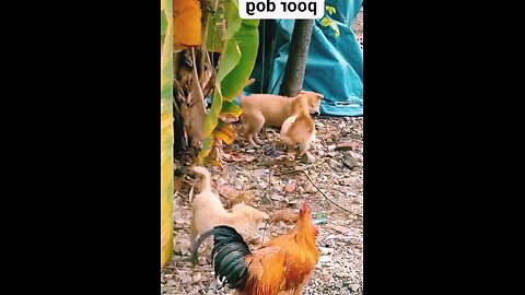 Husky puppy goes crazy trying to chase Hen This puppy barking sure to brighten your day. Enjoy!