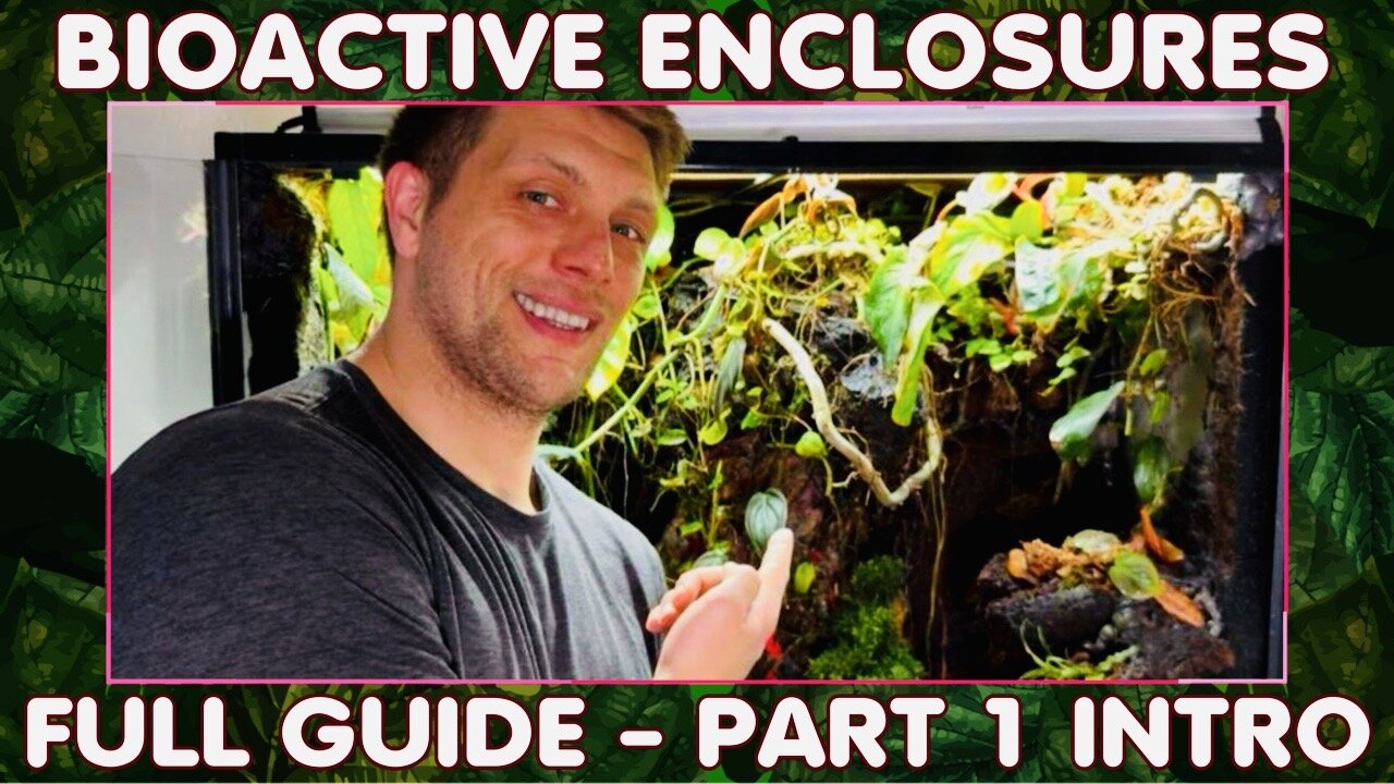 Bioactive Enclosures - Full Guide Series - Intro